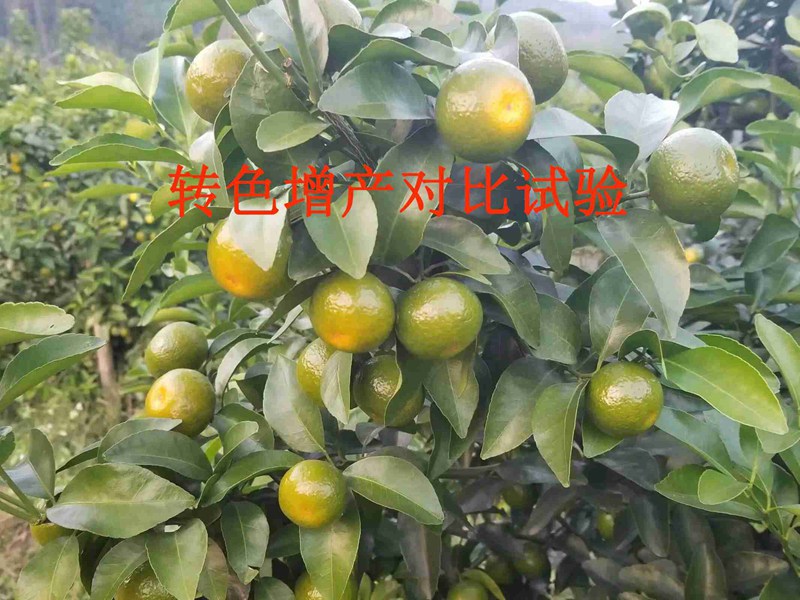 澳门精准24码